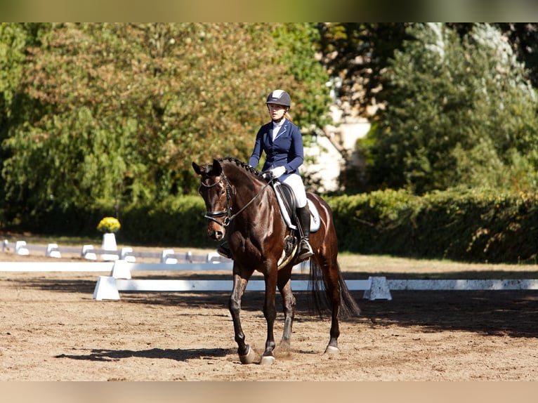 Hannover Giumenta 11 Anni 170 cm Baio in Halle