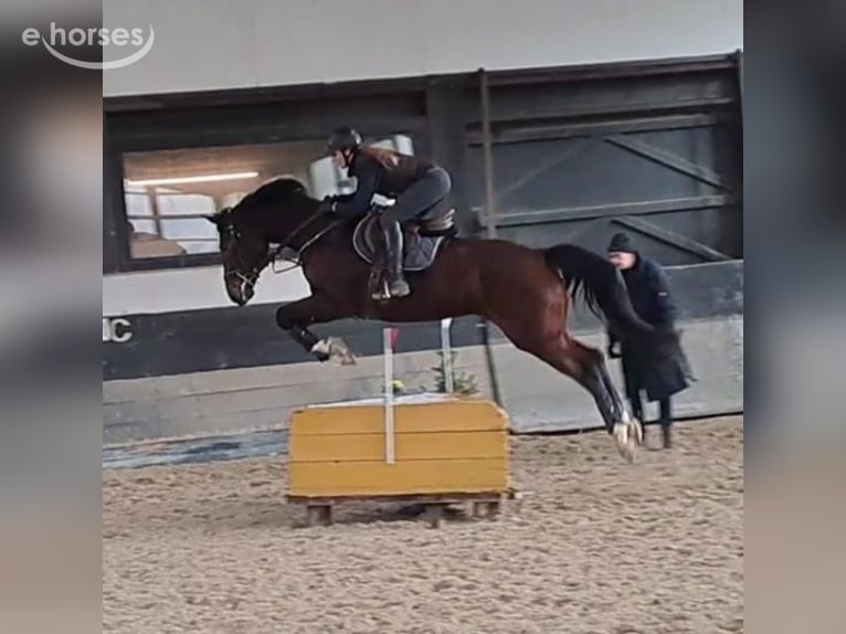 Hannover Giumenta 11 Anni 170 cm Baio in Wachtberg