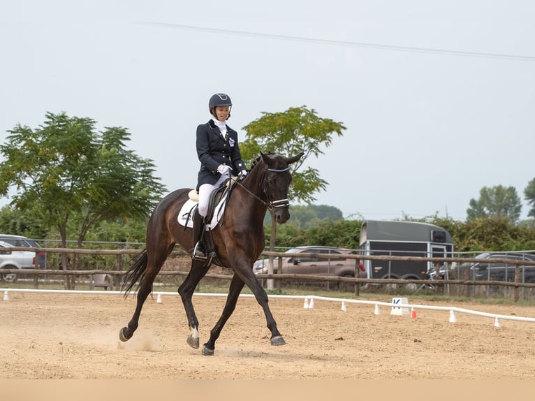 Hannover Giumenta 11 Anni 170 cm Baio scuro in Kavala