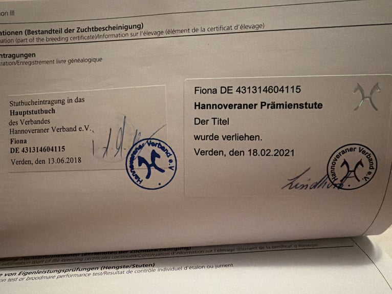 Hannover Giumenta 11 Anni 170 cm Sauro in Prichsenstadt