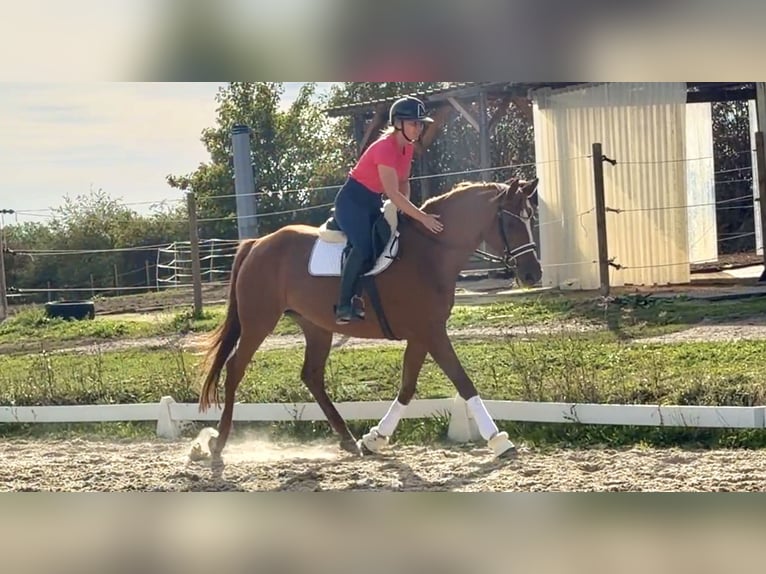 Hannover Giumenta 11 Anni 170 cm Sauro in Prichsenstadt