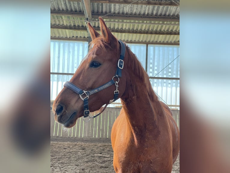 Hannover Giumenta 11 Anni 170 cm Sauro in Pfungstadt