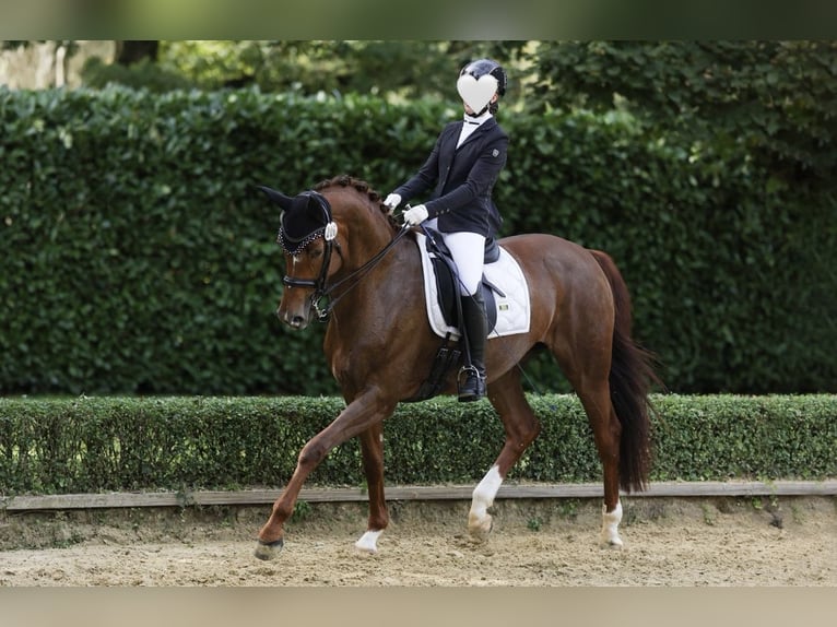 Hannover Giumenta 11 Anni 172 cm Sauro in Xanten