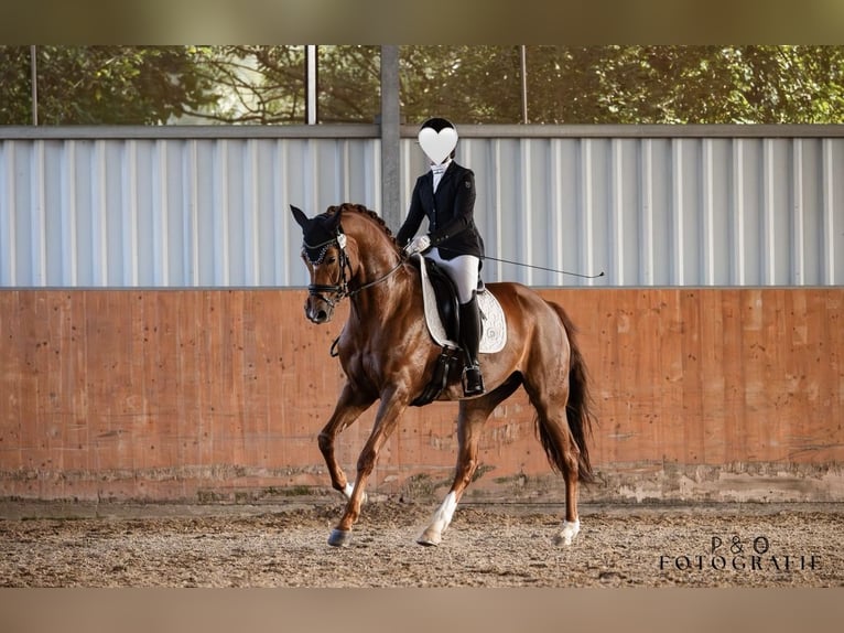 Hannover Giumenta 11 Anni 172 cm Sauro in Xanten