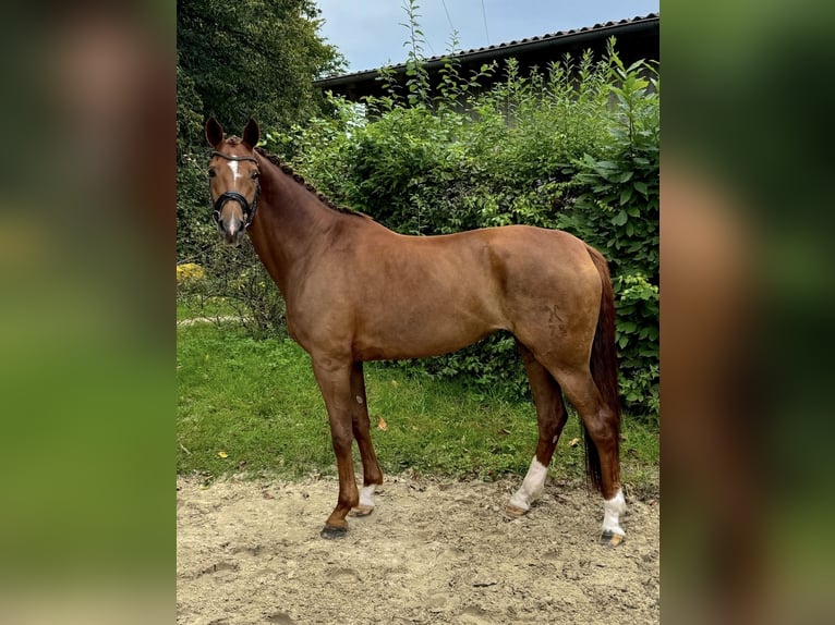 Hannover Giumenta 11 Anni 172 cm Sauro in Xanten