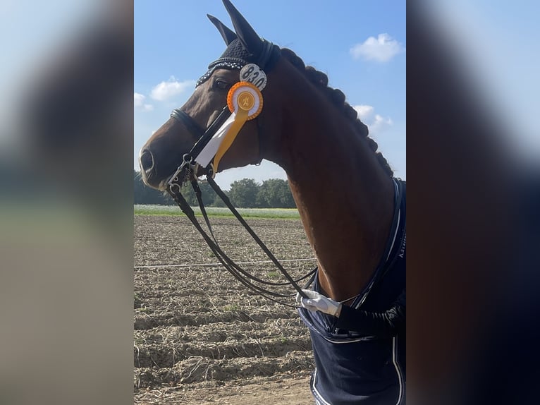 Hannover Giumenta 11 Anni 172 cm Sauro scuro in Xanten