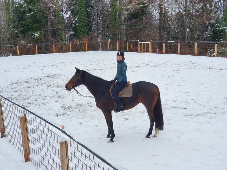 Hannover Giumenta 11 Anni 173 cm Baio scuro in Stockach