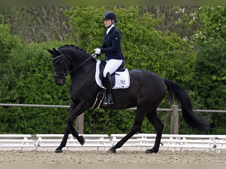 Hannover Giumenta 11 Anni 173 cm Morello in Bramsche