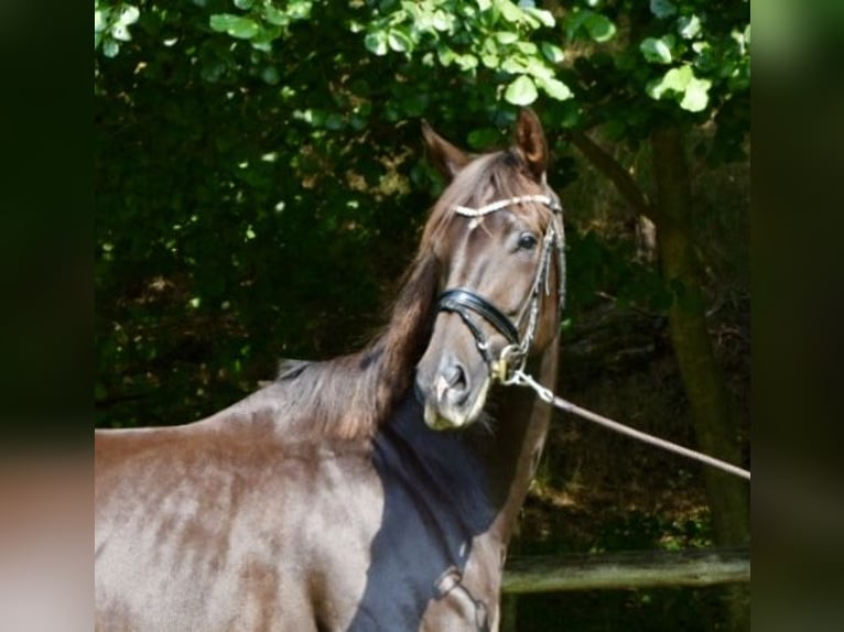 Hannover Giumenta 11 Anni 173 cm Sauro scuro in Eiterfeld