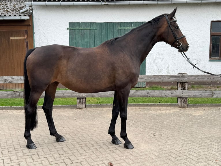 Hannover Giumenta 11 Anni 174 cm Baio scuro in Grevesm&#xFC;hlen