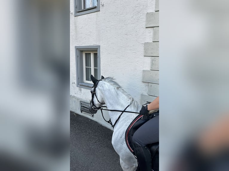 Hannover Giumenta 11 Anni 174 cm Grigio in Spreitenbach