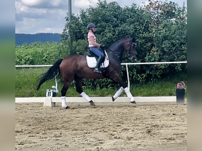 Hannover Giumenta 11 Anni 175 cm Baio in Neckargemünd