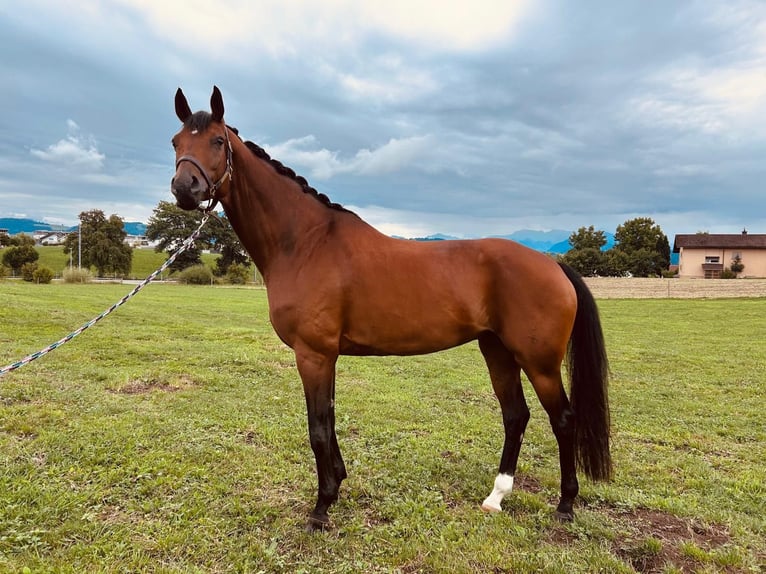 Hannover Giumenta 11 Anni 176 cm Baio in Eschenbach LU