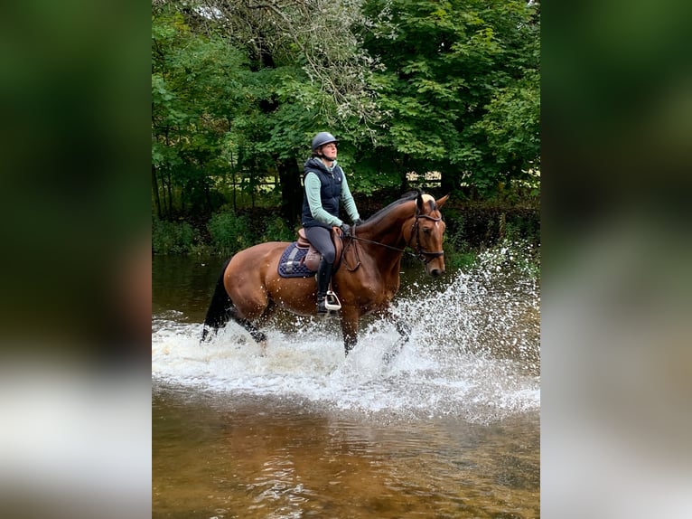 Hannover Giumenta 11 Anni 177 cm Baio in Ro&#xDF;dorf