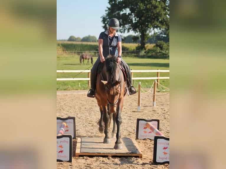Hannover Giumenta 11 Anni 178 cm Baio in Emkendorf