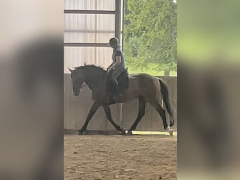 Hannover Giumenta 11 Anni 178 cm Baio in Emkendorf