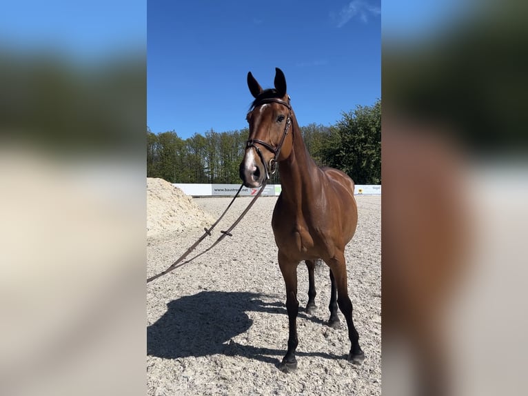 Hannover Giumenta 11 Anni Baio in Glashütte OT Oberfrauendorf