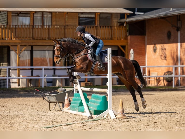 Hannover Giumenta 12 Anni 154 cm Baio in Merzig