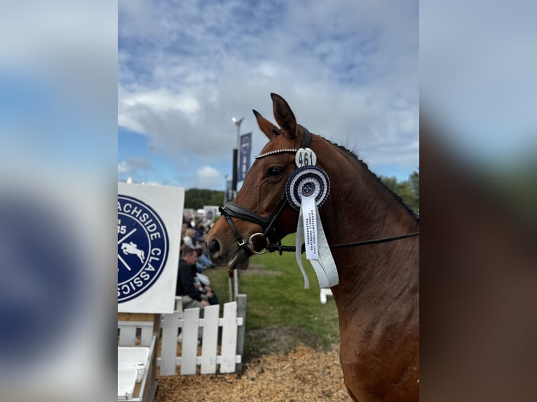 Hannover Giumenta 12 Anni 158 cm Baio in Uplengen