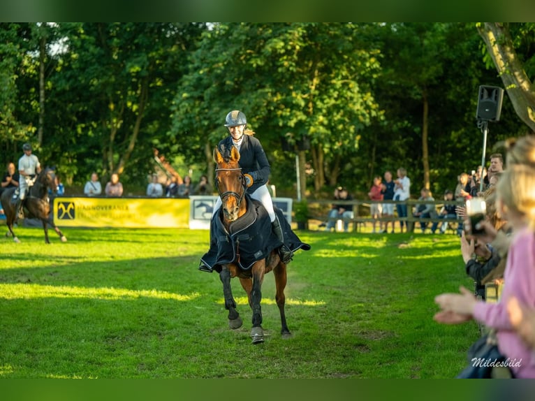 Hannover Giumenta 12 Anni 158 cm Baio in Uplengen