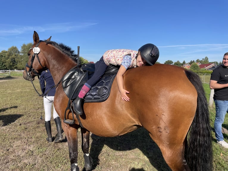 Hannover Giumenta 12 Anni 158 cm Baio in Uplengen