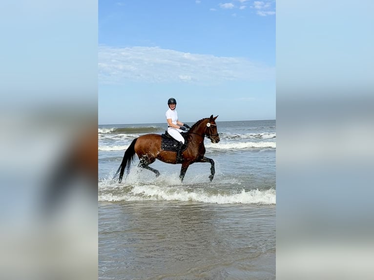 Hannover Giumenta 12 Anni 158 cm Baio in Uplengen