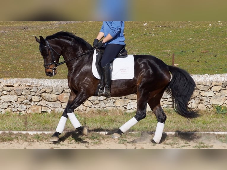 Hannover Giumenta 12 Anni 158 cm Baio ciliegia in NAVAS DEL MADRONO