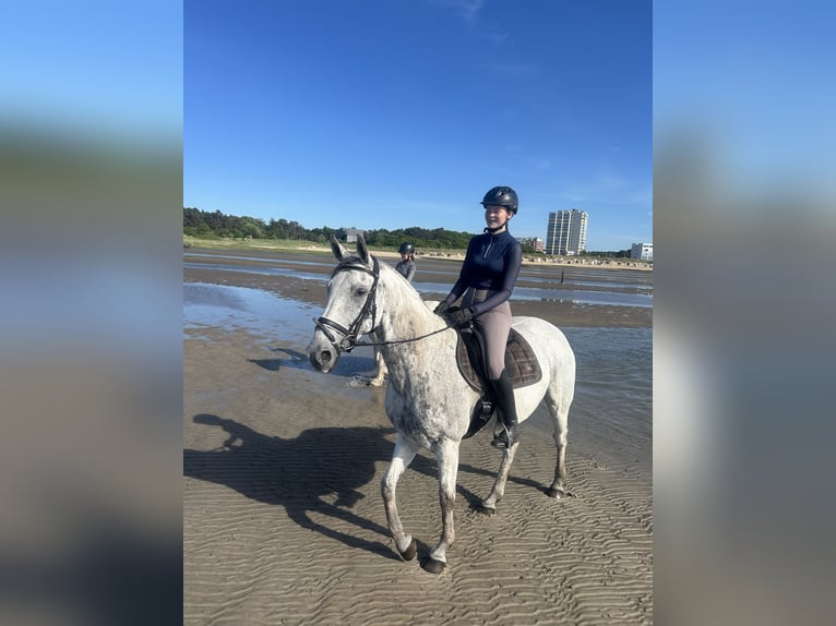 Hannover Giumenta 12 Anni 163 cm Grigio pezzato in Cuxhaven