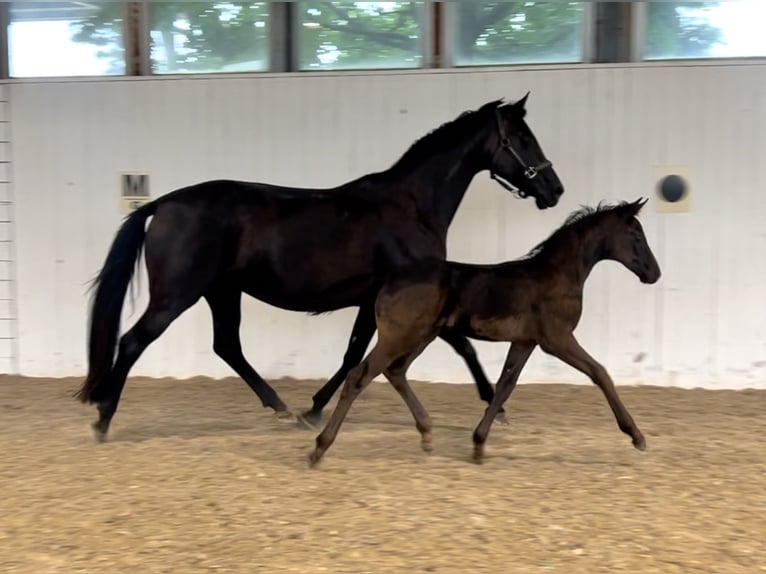 Hannover Giumenta 12 Anni 163 cm Morello in Bad Wurzach