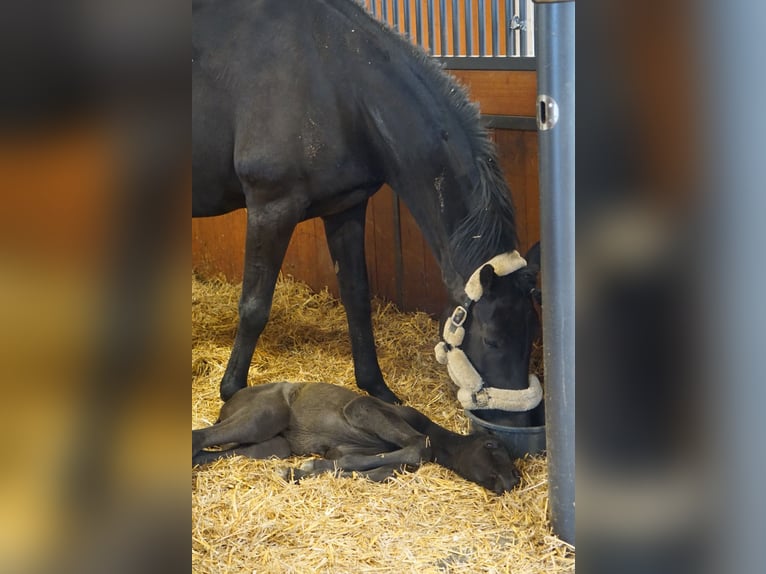 Hannover Giumenta 12 Anni 163 cm Morello in Bad Wurzach