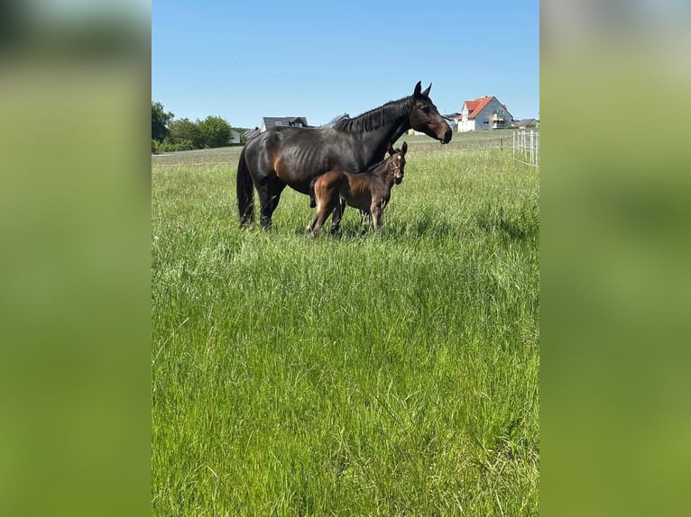 Hannover Giumenta 12 Anni 164 cm Baio nero in Feldatal