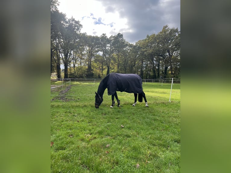 Hannover Giumenta 12 Anni 165 cm Baio nero in Celle
