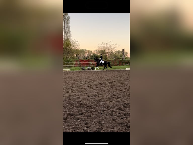 Hannover Giumenta 12 Anni 165 cm Morello in Dielheim