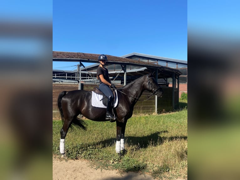 Hannover Giumenta 12 Anni 165 cm Morello in Köln