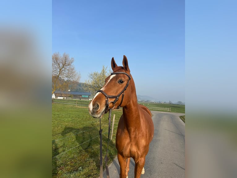 Hannover Giumenta 12 Anni 165 cm Sauro in Ermensee