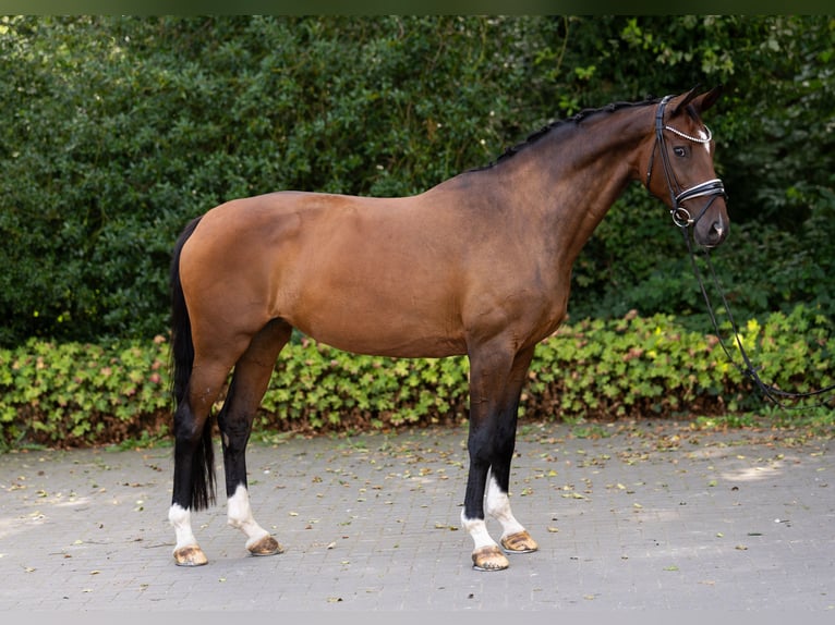 Hannover Giumenta 12 Anni 167 cm Baio in Rommerskirchen