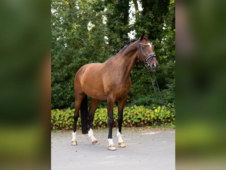 Hannover Giumenta 12 Anni 167 cm Baio in Rommerskirchen