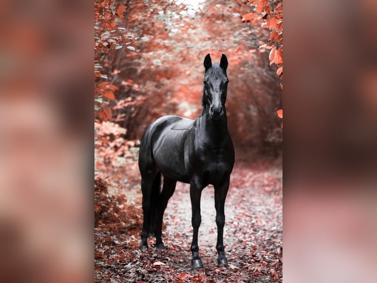 Hannover Giumenta 12 Anni 167 cm Baio nero in Bochum