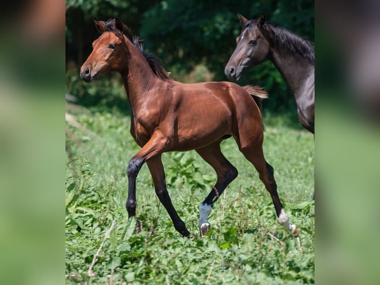 Hannover Giumenta 12 Anni 167 cm Baio scuro in Mühlenberge