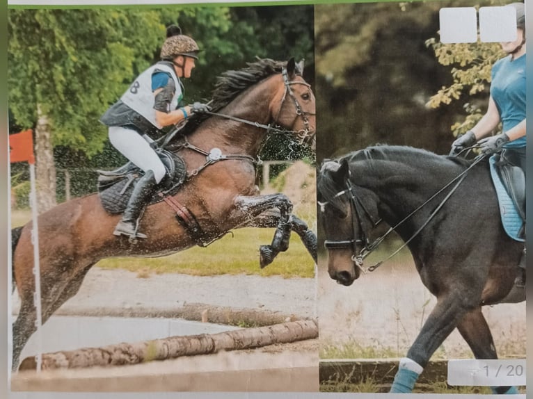 Hannover Giumenta 12 Anni 167 cm Baio scuro in Mühlenberge