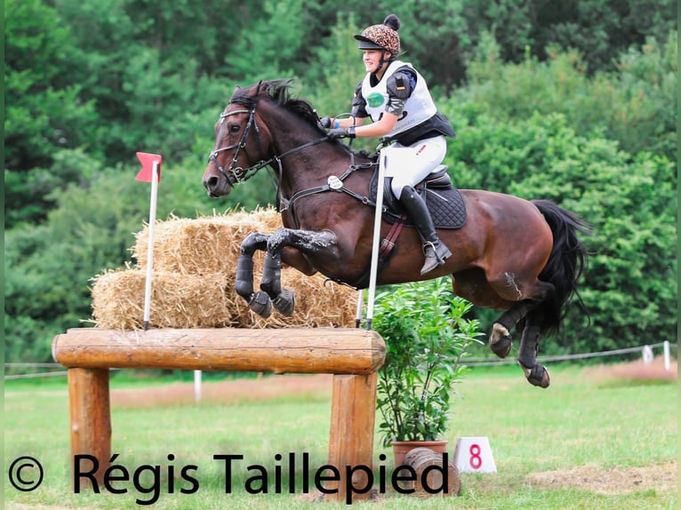 Hannover Giumenta 12 Anni 167 cm Baio scuro in Mühlenberge