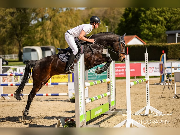 Hannover Giumenta 12 Anni 167 cm Baio scuro in Steinheim Am Albuch