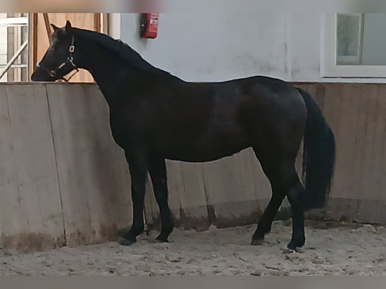 Hannover Giumenta 12 Anni 167 cm Morello in Barenburg