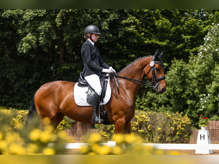 Hannover Giumenta 12 Anni 168 cm Baio in Riedstadt