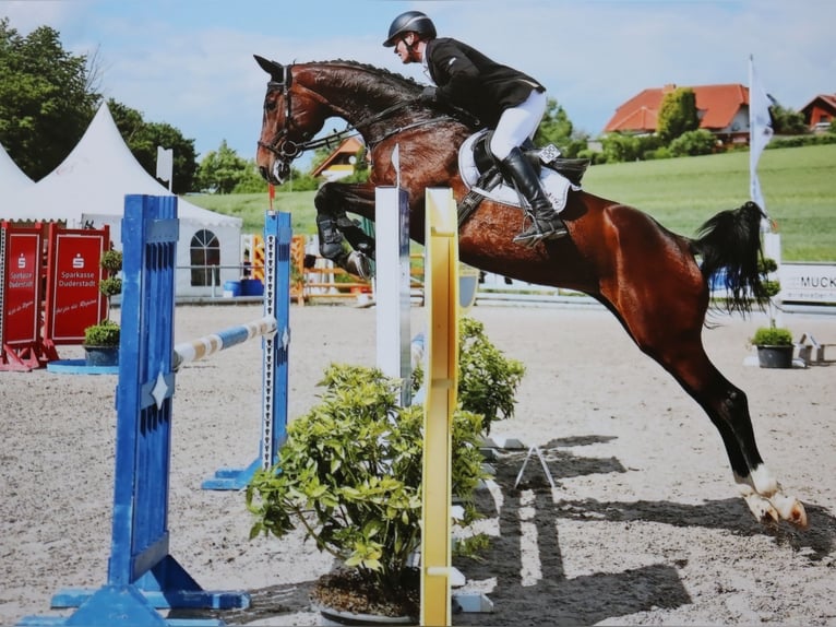 Hannover Giumenta 12 Anni 168 cm Baio in Dransfeld