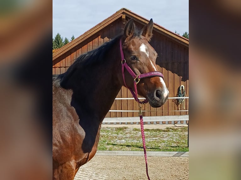 Hannover Giumenta 12 Anni 168 cm Baio in Haag am Hausruck