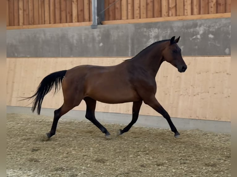 Hannover Giumenta 12 Anni 168 cm Baio in Goellersdorf