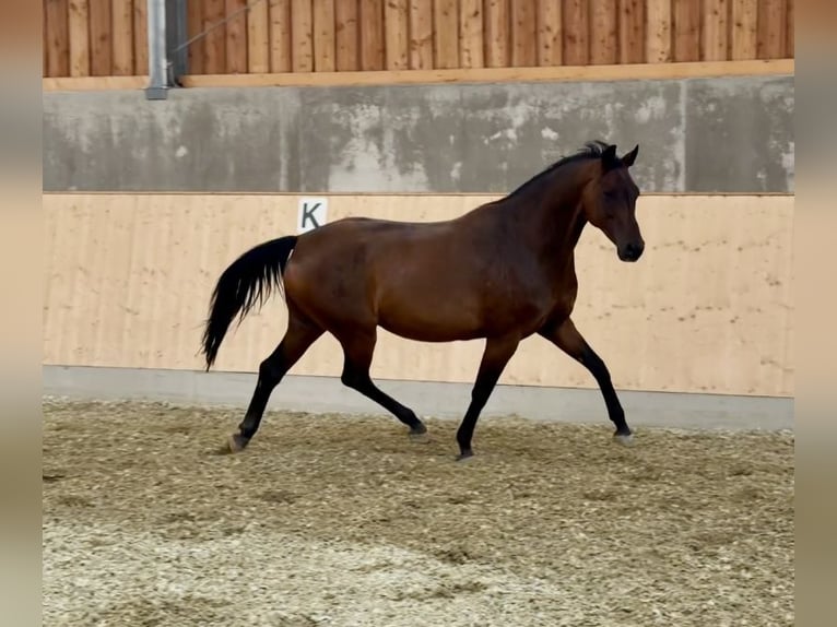 Hannover Giumenta 12 Anni 168 cm Baio in Goellersdorf