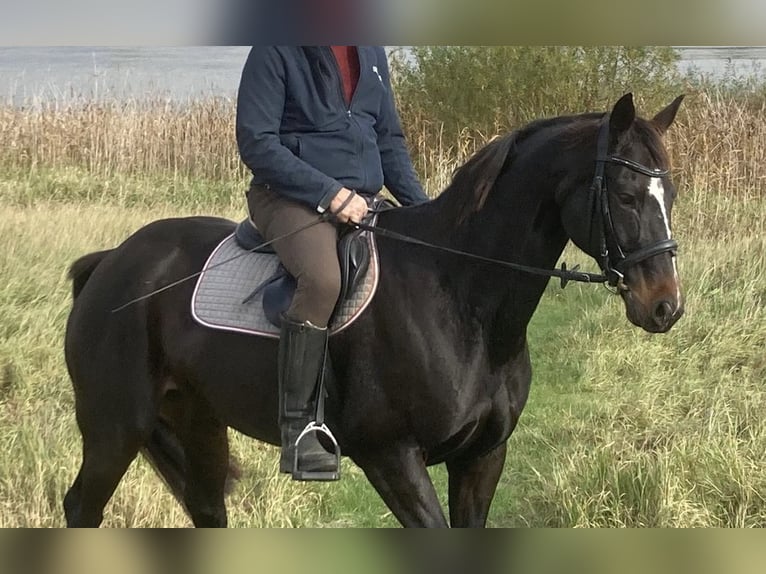 Hannover Giumenta 12 Anni 168 cm Baio scuro in Retschow