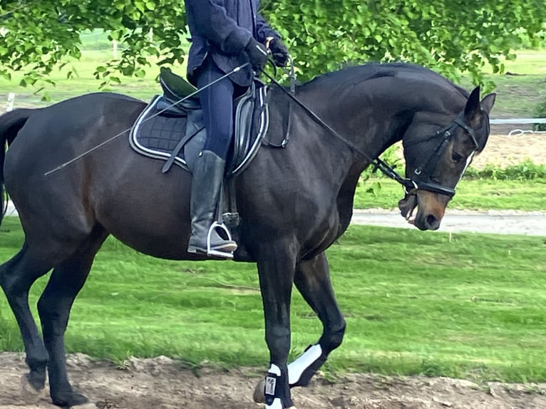 Hannover Giumenta 12 Anni 168 cm Baio scuro in Retschow
